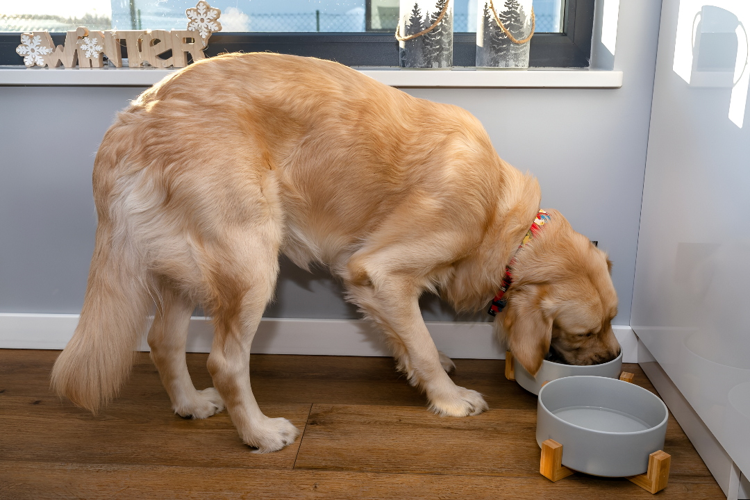 Importance of Proper Pet Feeding Supplies